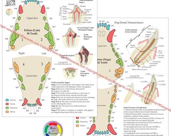 Set of 2 Charts Dog and Cat Veterinary Tooth Nomenclature Medicine Dental Anatomy & Nerve Function Spinal Lesion Dog Chart 8.5" X 11"