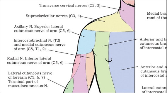 Chiropractic Nerve Chart Poster