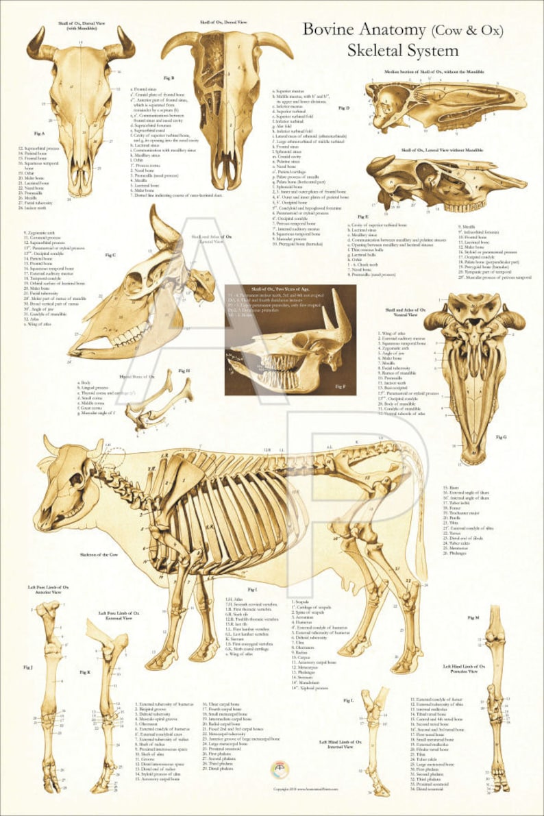 Cow Skeletal Skull Bones Veterinary Anatomy Poster Wall Chart Etsy