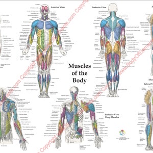 Poster Anatomie du muscle humain couches antérieure, postérieure et profonde - 20 x 30 po et 24 x 36 po. Tableau médical plastifié ou papier