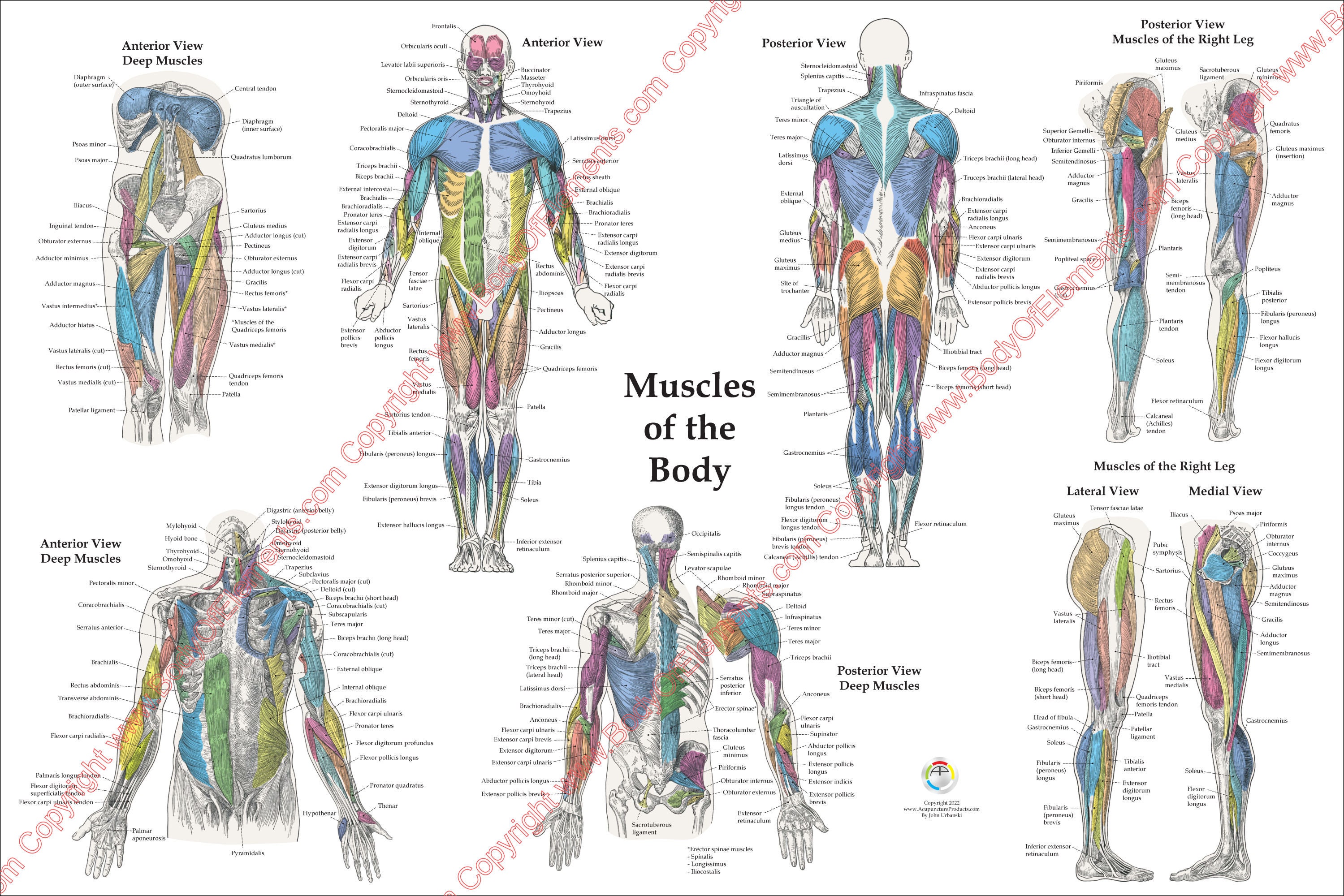 Poster Anatomie von den menschlichen Muskeln Posterior und Tiefe Schichten  20 X 30 & 24 X 36 - .de