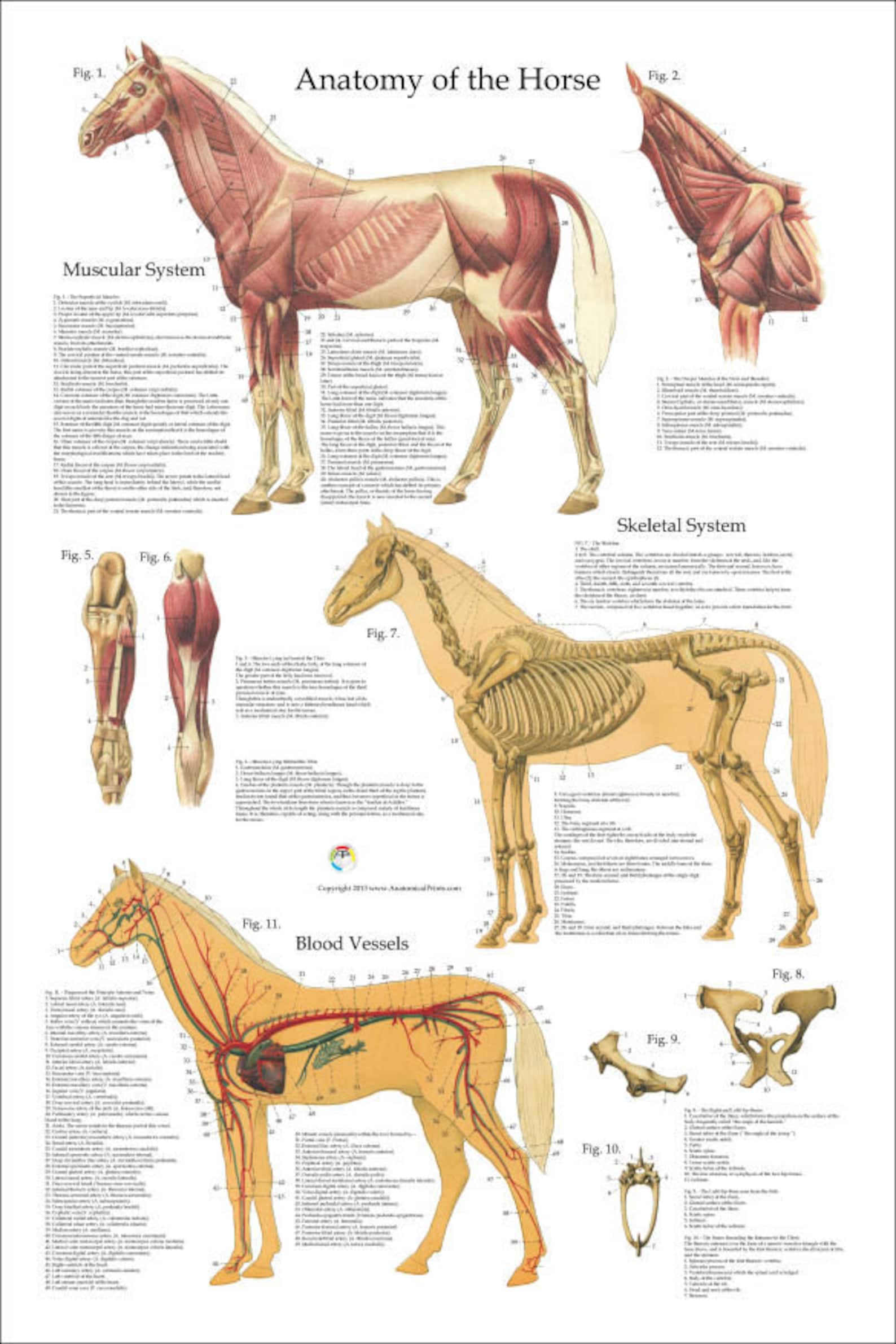 Horse Muscle Skeletal Veterinary Anatomy Poster 24 X Etsy