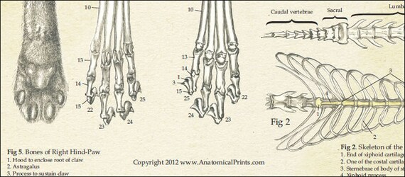 Greyhound Anatomy Chart