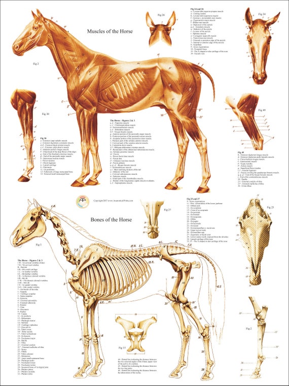 Horse Muscle Skeletal Anatomy Poster 18 X 24 Etsy Singapore