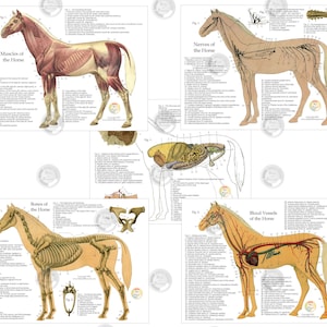 May include: Four vintage anatomical illustrations of a horse, showing the muscles, nerves, bones, and blood vessels. Each illustration is labeled with numbers and descriptions.