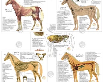 Horse Anatomy Study Charts Set 8.5" X 11" Laminated Skeletal Muscles Nerves Internal organs Anatomical Equine Veterinary