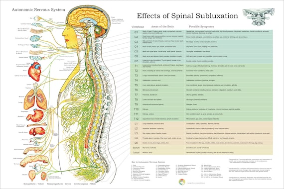 Chiropractic Vertebrae Chart