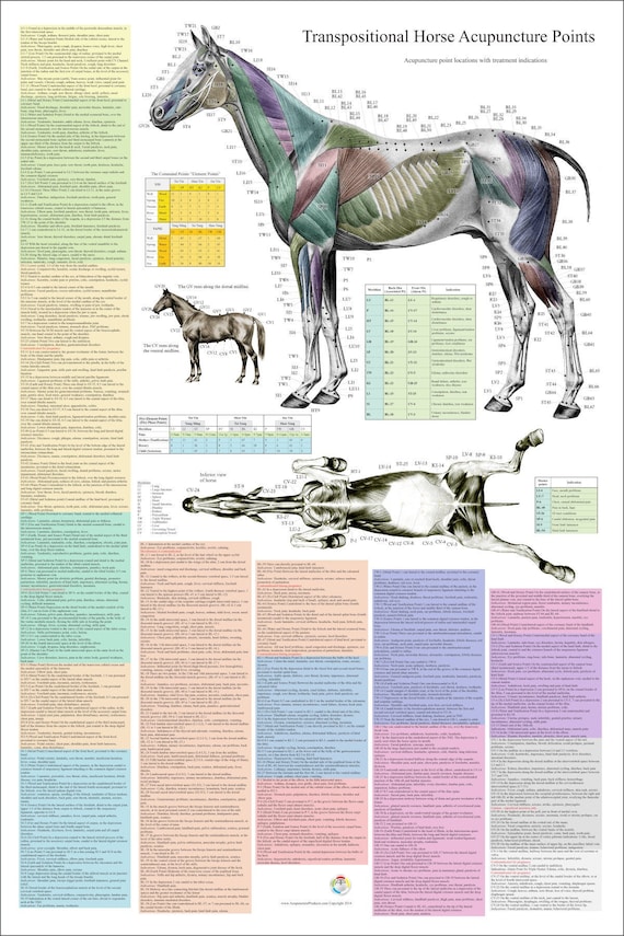 Equine Acupressure Meridian Chart