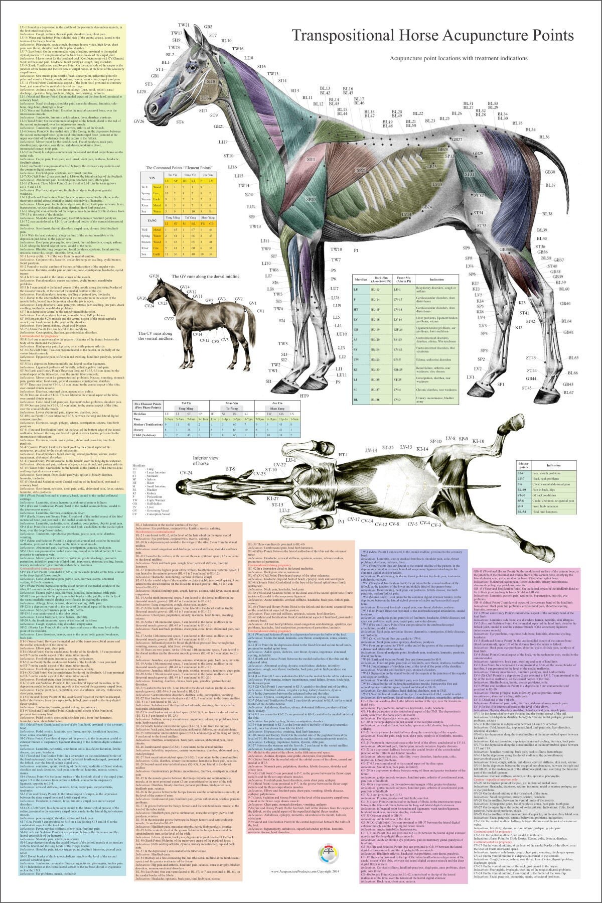 Horse Equine Acupuncture Point Location Poster 24 X Etsy