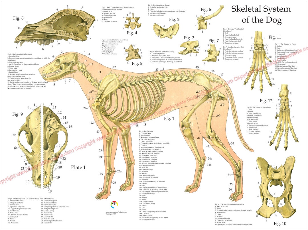 Dog Skeletal Skull Anatomy Poster 18 X 24 - Etsy