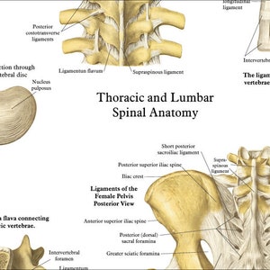 Human Spine Anatomy Chiropractic Poster 20 X 30, 24 X 36 Spinal Column Vertebrae Chart Paper or Laminated image 3