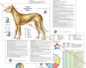Dog Acupuncture 8.5" X 11" Canine Acupressure Points Reference Student Study Chart Set Veterinary