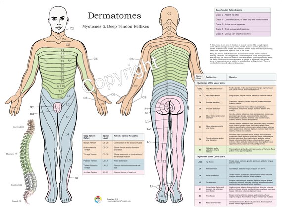 Dermatomes Myotomes And Dtr Poster 18 X 24 Chiropractic Etsy