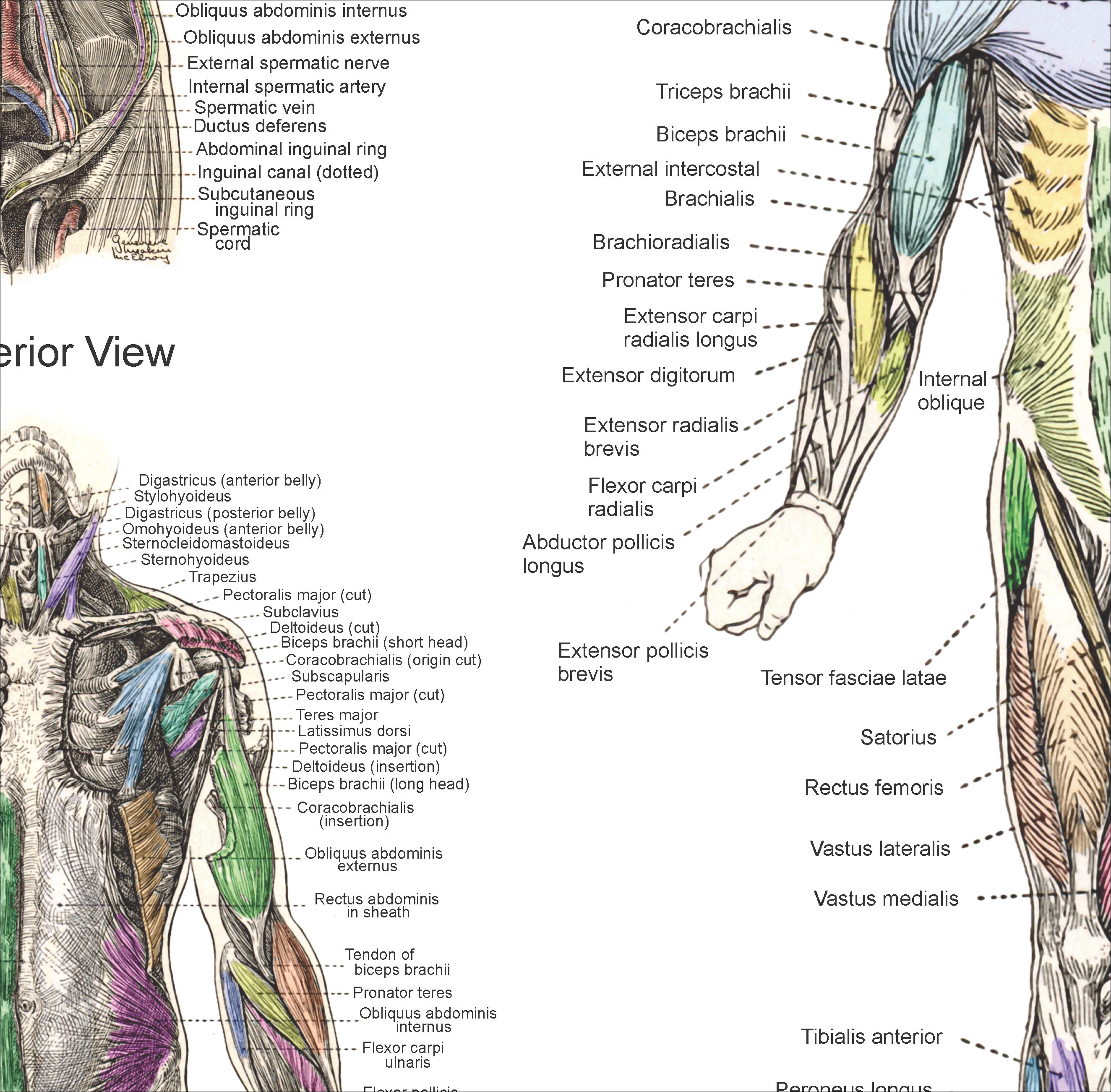 Human Muscle Anatomy Poster Anterior Posterior and Deep | Etsy
