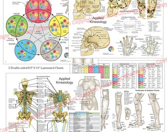 Applied Kinesiology Chart Set 8.5" X 11" Meridian Points Chiropractic Acupuncture Laminated