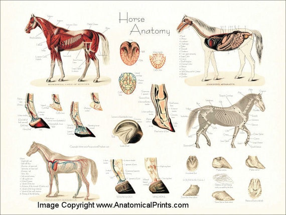 Equine Anatomy Chart