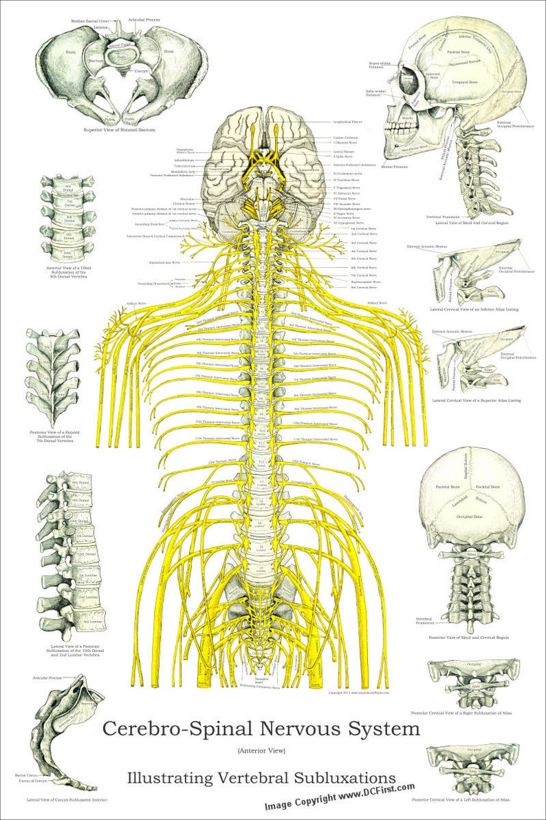 Spinal Nerve Innervation Chart