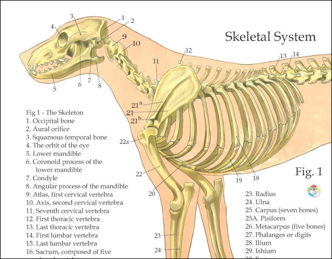 Dog Muscular Skeletal Nerves Canine Anatomy Poster 18 X Etsy
