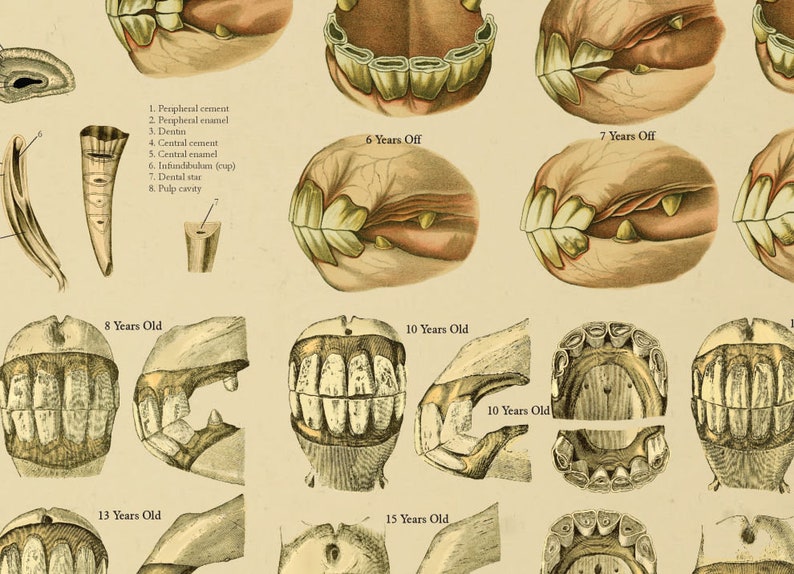 Equine Dental Anatomy Age of Horse by Teeth Poster 20 X Etsy Ireland
