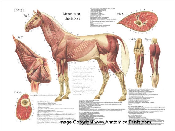 Equine Muscle Anatomy Chart