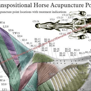 Op de afbeelding: Een gedetailleerde illustratie van acupunctuurpunten op een paard. De afbeelding toont een zijaanzicht van het lichaam van het paard met gelabelde punten, naast een bovenaanzicht van de kop. Tekst luidt "Transpositionele paardenacupunctuurpunten".