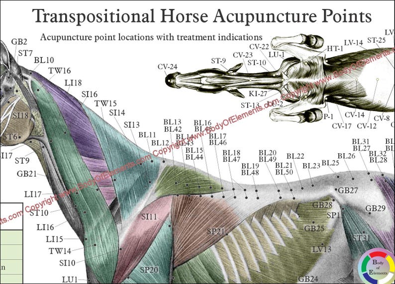 Op de afbeelding: Een gedetailleerde illustratie van acupunctuurpunten op een paard. De afbeelding toont een zijaanzicht van het lichaam van het paard met gelabelde punten, naast een bovenaanzicht van de kop. Tekst luidt "Transpositionele paardenacupunctuurpunten".