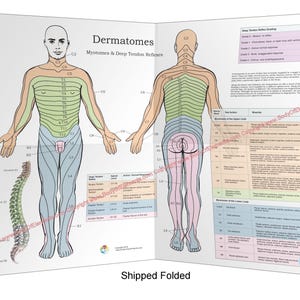 Poster dermatomes, myotomes et système nerveux DTR 18 x 24, dossier médical chiropratique papier plié