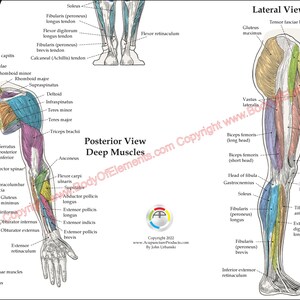 Human Muscle Anatomy Poster Anterior, Posterior and Deep Layers 20 X 30 ...