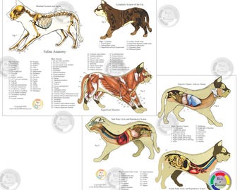 3 Cat Feline Anatomy Charts Set 8.5 X 11 Skeletal Skull Bones Muscle Internal Anatomical Illustrations Veterinary