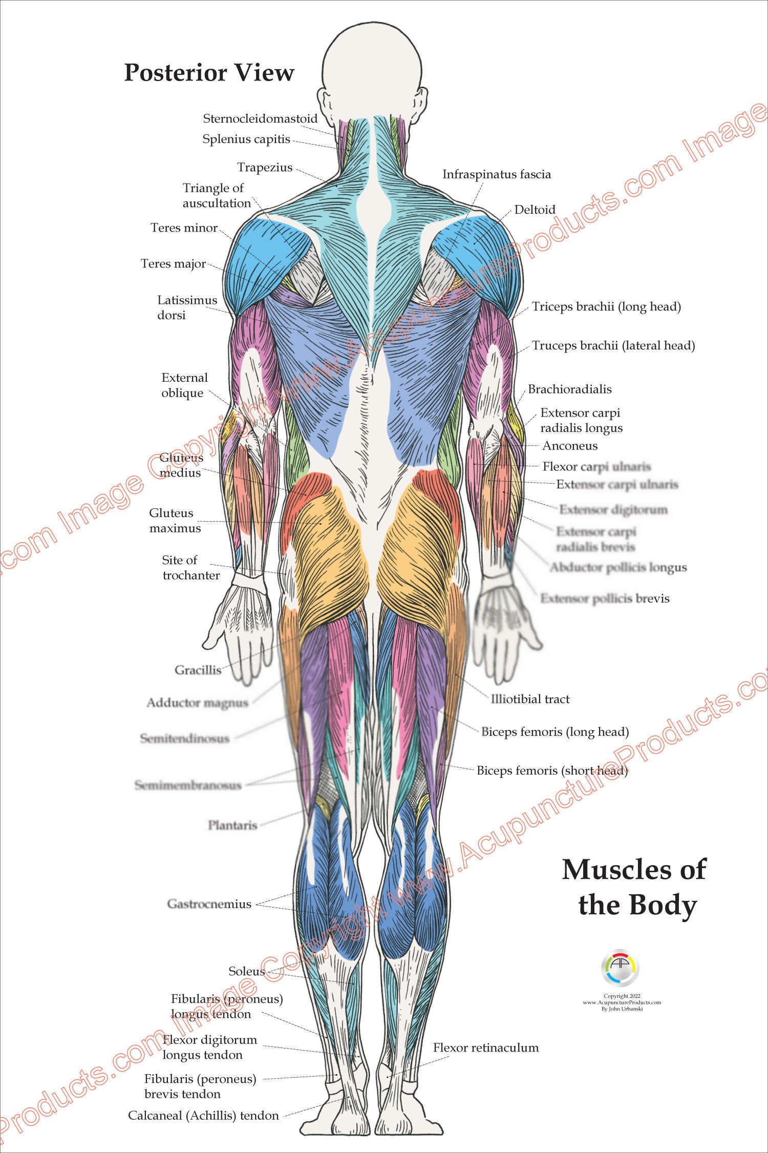 3 Human Muscle Anatomy Poster Anterior Posterior and Deep Etsy Hong Kong