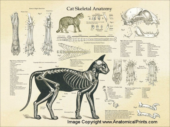 Greyhound Anatomy Chart