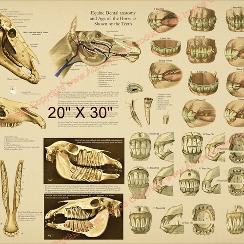 Equine Dental Age of Horse by Teeth Poster 18 X 24 Etsy
