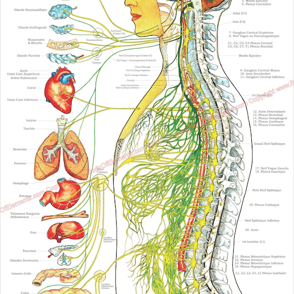 Chiropractic Nervous System Chart Poster - Etsy