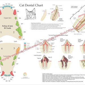Póster de pared con anatomía de caries dentales para felinos, veterinarios, 18" x 24", laminado o en papel
