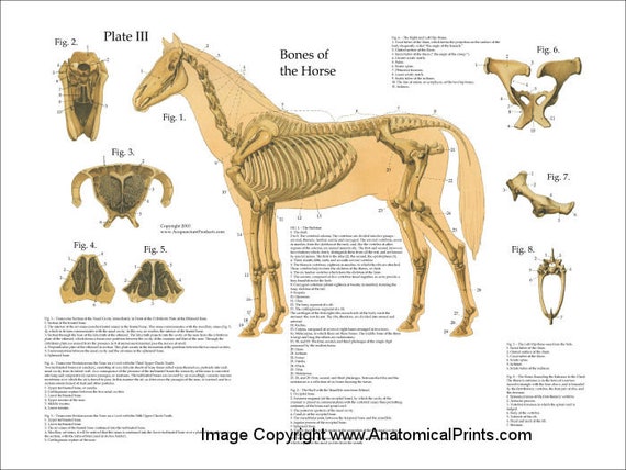 Equine Skeletal Anatomy Chart