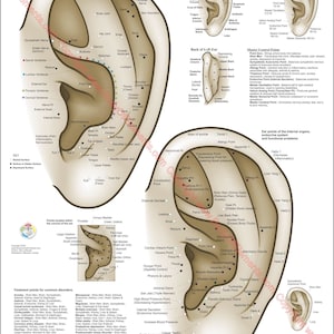 Auriculotherapie Ohr chinesischen Akupunkturpunkt Poster 18 "x 24" Wall Chart Paper oder laminiert