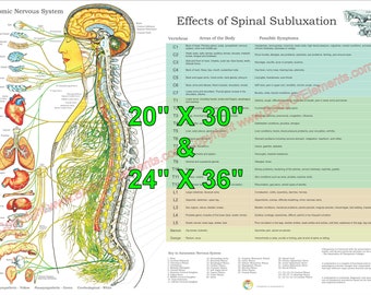 ANS and Effects of Vertebral Spinal Subluxation Poster Chiropractic Nerves Chart in English, French or Spanish Laminated or Paper.