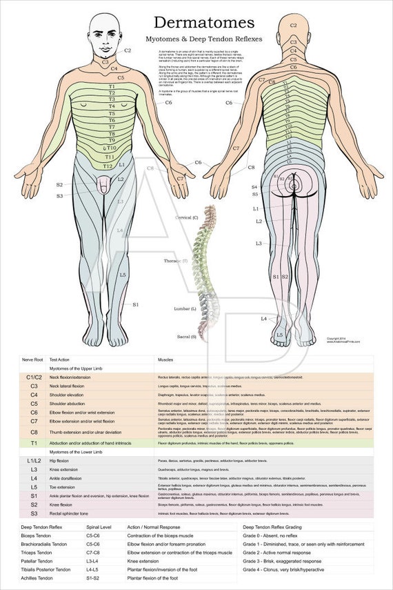 dermatomes myotomes and dtr poster 24 x 36 chiropractic etsy myotomes and dermatomes