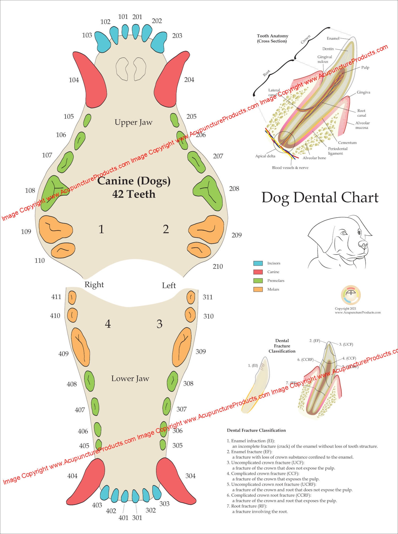 Dog Canine Veterinary Dental Tooth Poster Wall Chart | Etsy