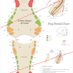 Gráfico de pared para póster de dientes dentales veterinarios caninos para perros, papel de 18 "X 24" o laminado