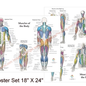 2 poster anatomie van de menselijke spier anterior, posterior en diepe lagen - 18 x 24 inch medische kaartenset, gelamineerd of op papier. Engels of Spaans.
