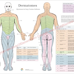Poster dermatomes, myotomes et système nerveux DTR 18 x 24, dossier médical chiropratique plastifié ou papier