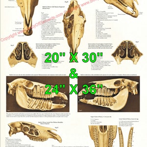 Póster veterinario de anatomía esquelética del cráneo del caballo, huesos y dientes. Gráfico mural equino en papel o laminado. 50 x 76 cm y 61 x 91 cm.