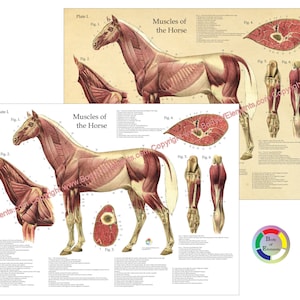 Poster d'anatomie vétérinaire musculaire du cheval, carte murale anatomique équine - papier 18 x 61 cm ou animal domestique plastifié