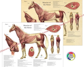 Horse Muscle Veterinary Anatomy Poster Equine Anatomical Wall Chart - 18" X 24" Paper or Laminated Domestic Animal