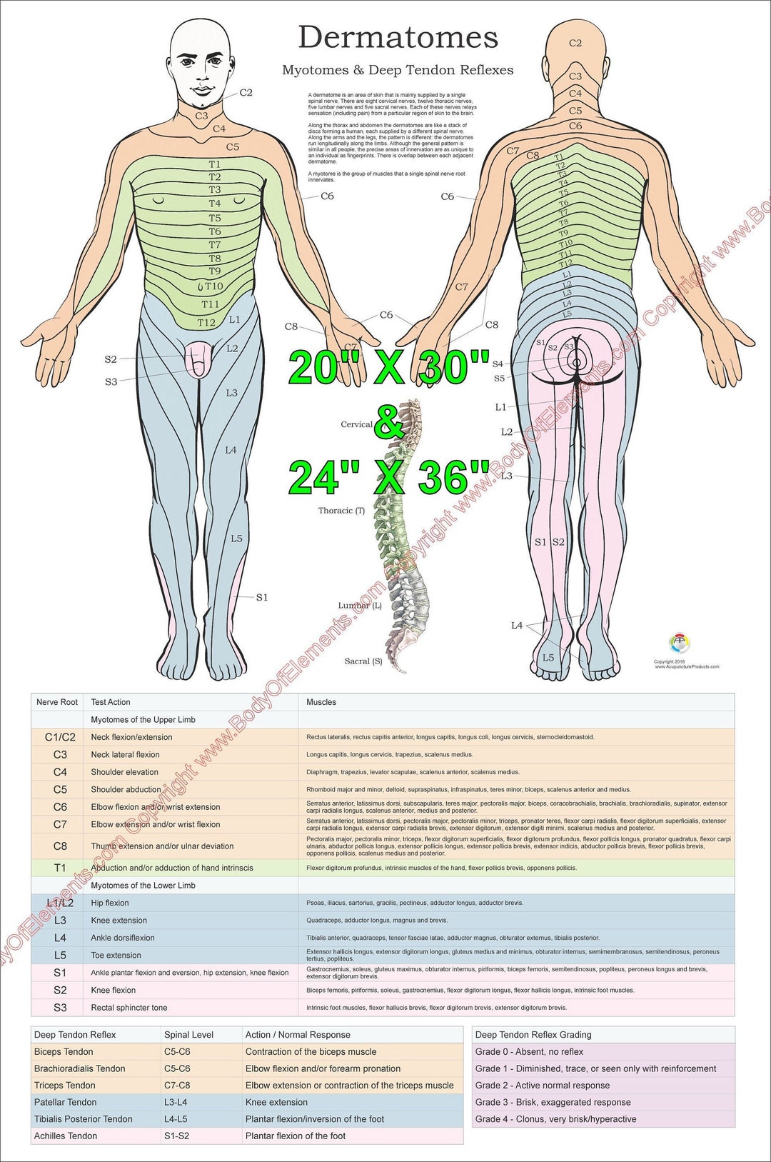 Dermatomes Arm Hand Anatomy