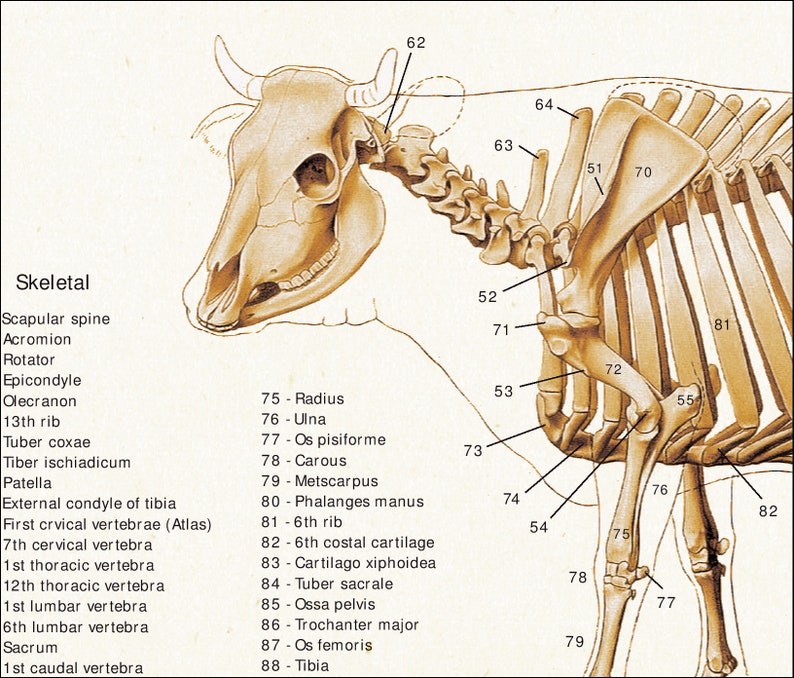 Cow Anatomy Poster Wall Chart 18 X 24 | Etsy