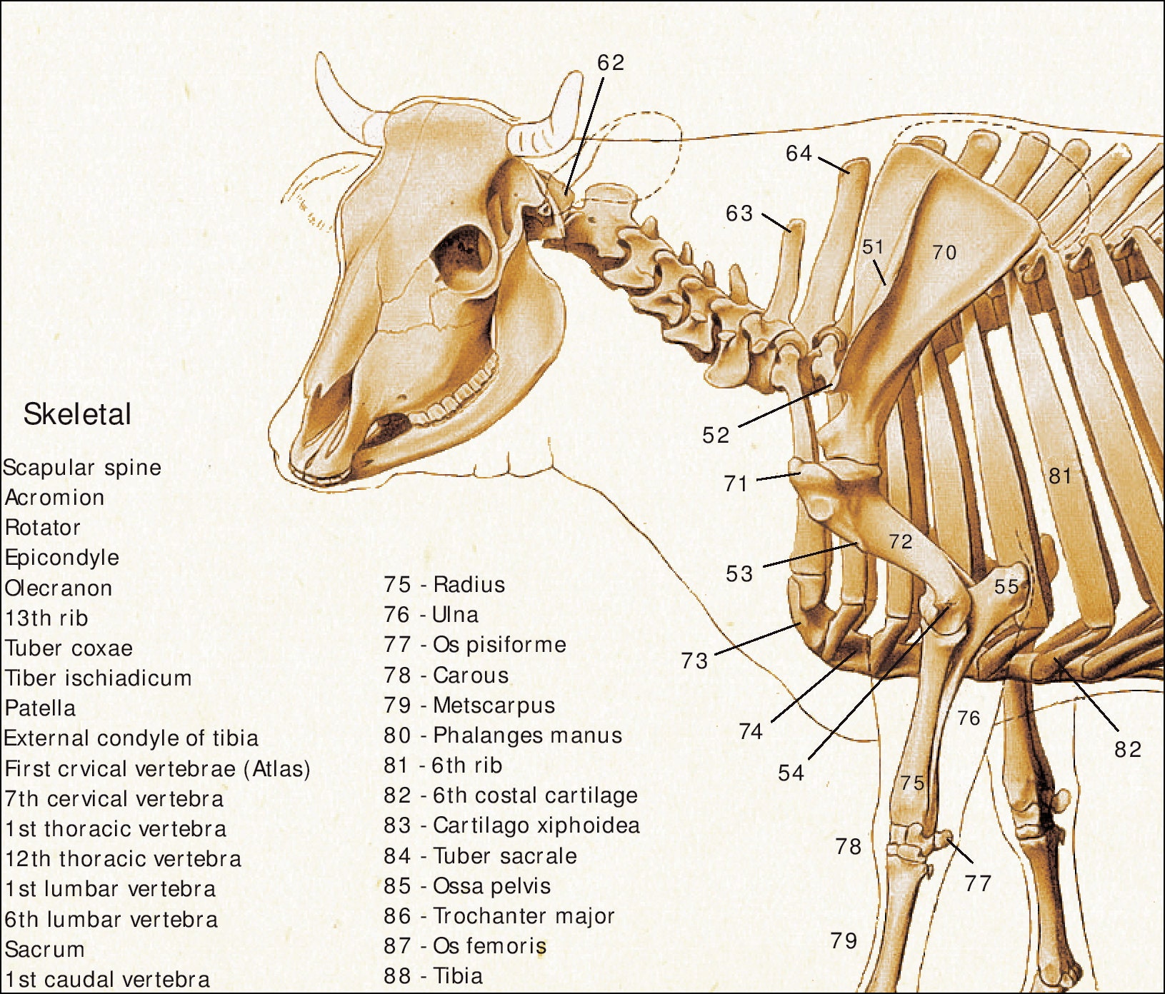 The Anatomy Of A Cow