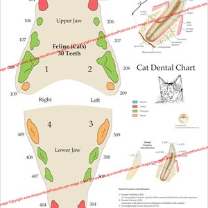 Póster de pared con anatomía dental veterinaria felina de gato, 18" x 24"