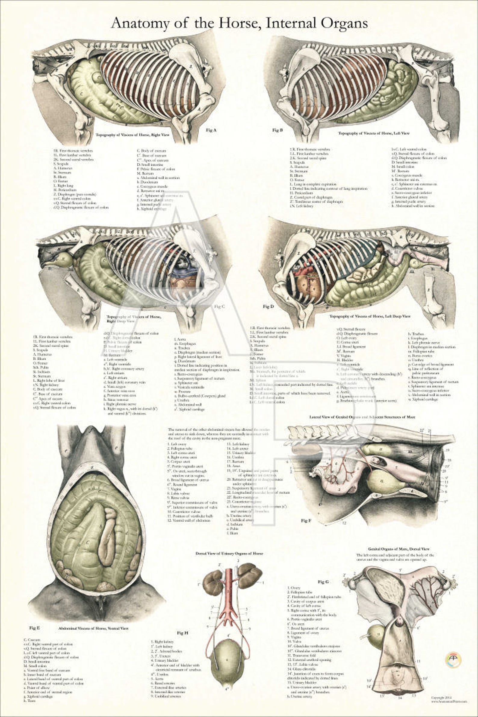 Анатомия животных акаевский. Лошадь референс анатомия. Анатомия животных изучает. Изучение анатомии и животных. Анатомия животных изучает.